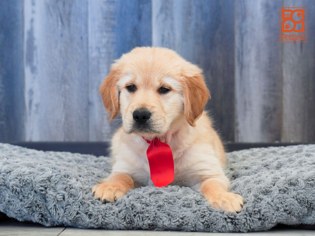 Lucky - Golden Retriever