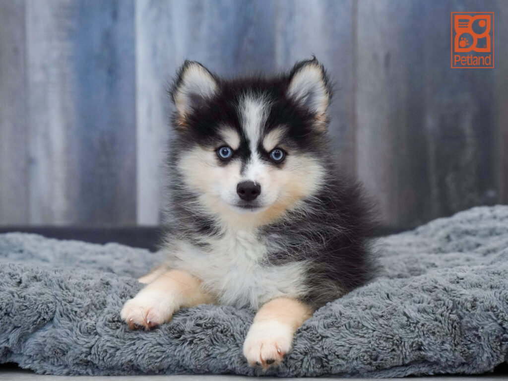 Prince - Pomsky 2nd Gen