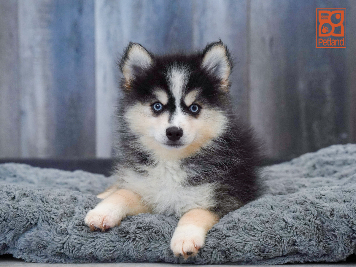 Pomsky in Clearwater, FL