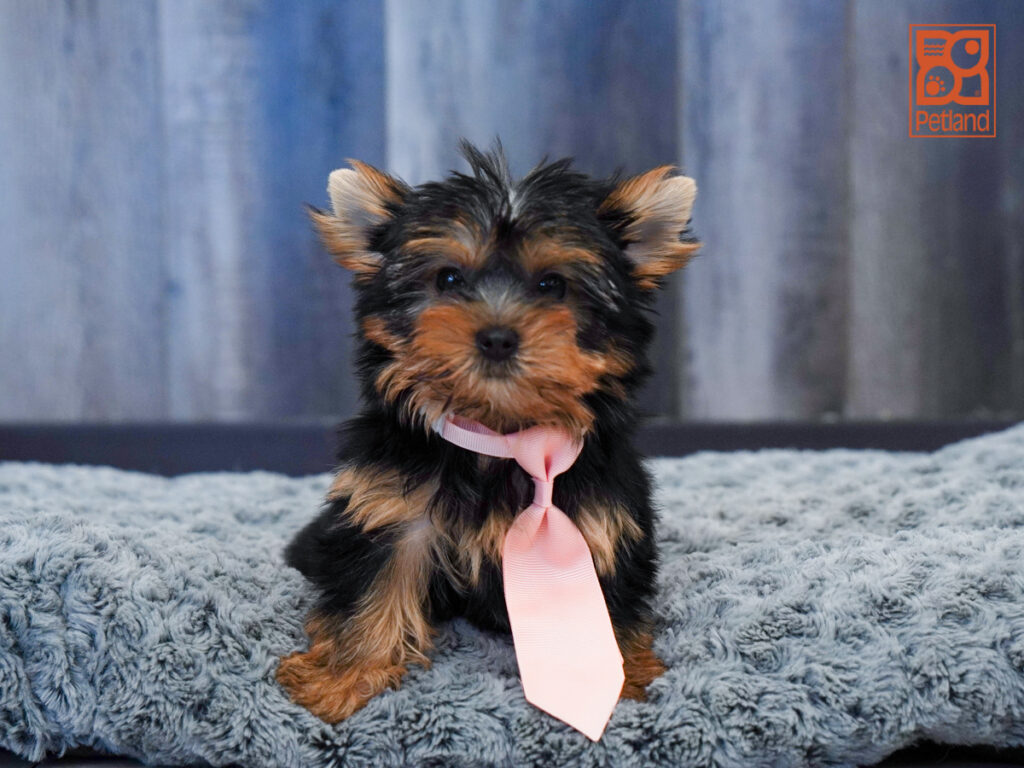James - Yorkshire Terrier