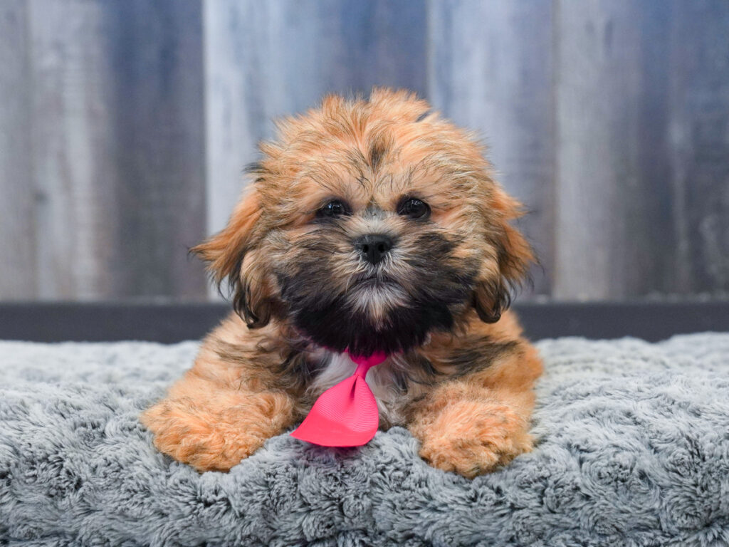 Kimchi - Lhasa Apso