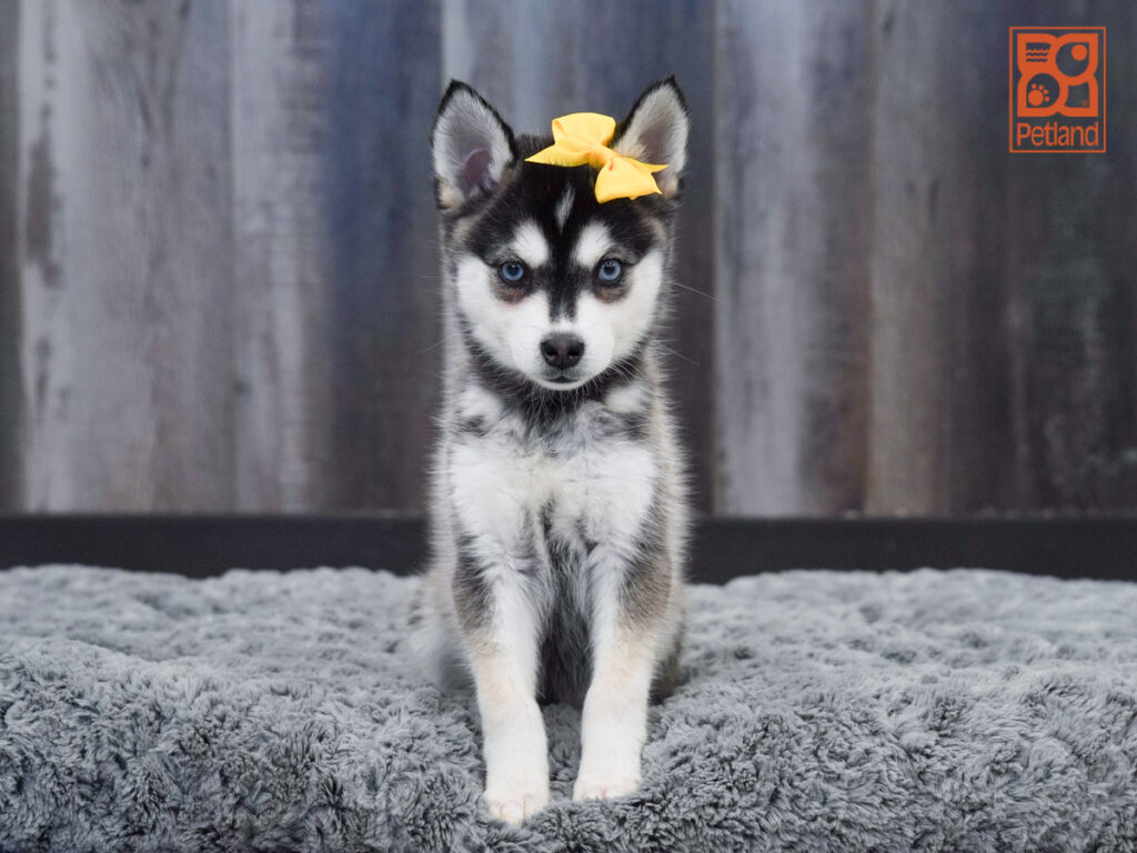 Inez - Alaskan Klee Kai