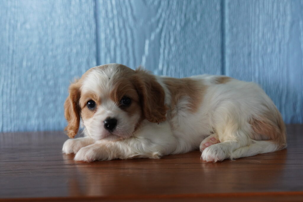 Cookie - Cavalier King Charles