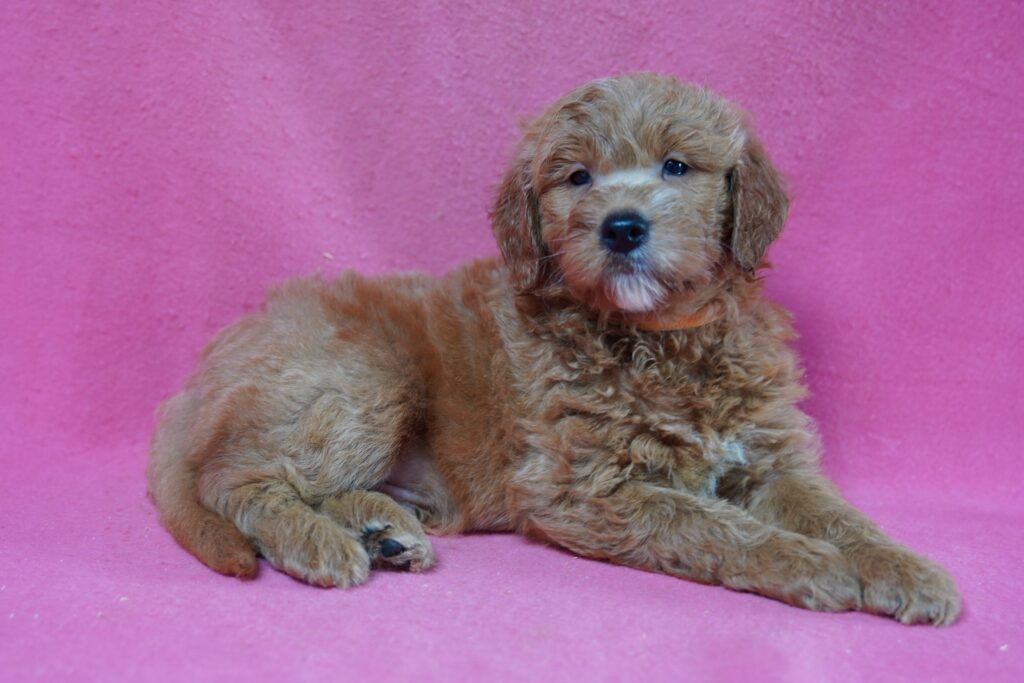 Buck - Mini Goldendoodle