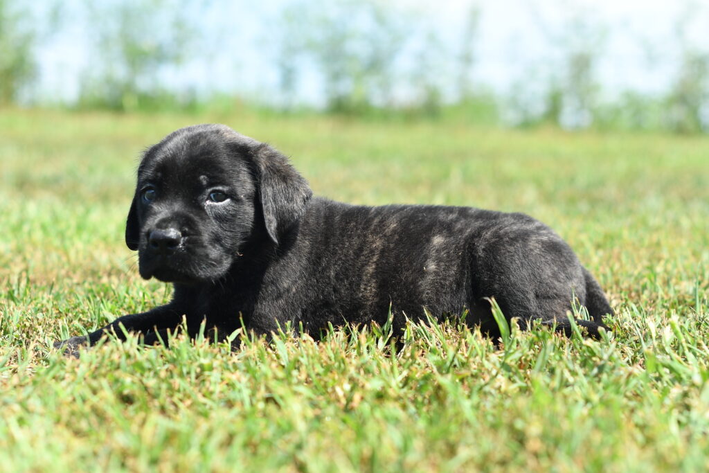 Captain - English Mastiff