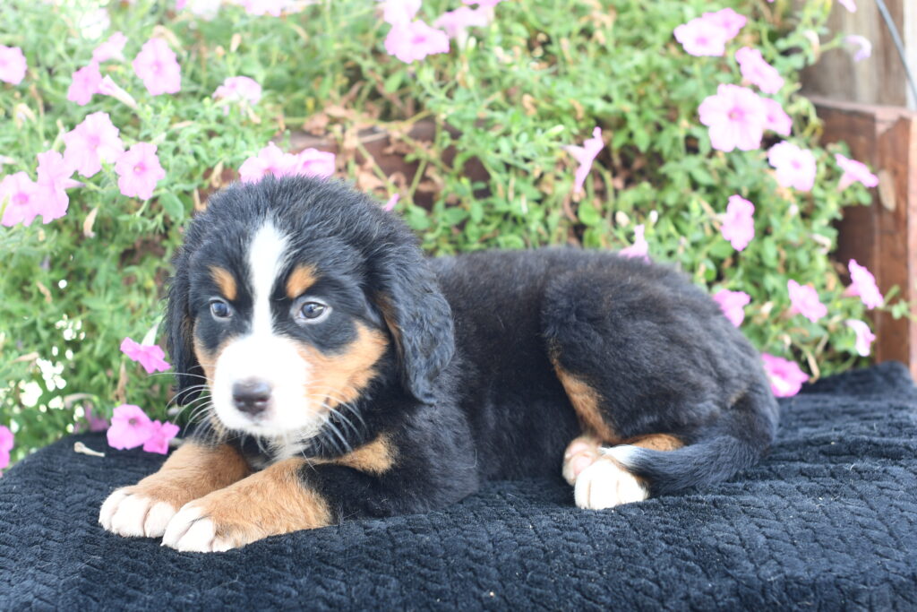 Annie - Bernese Mountain Dog