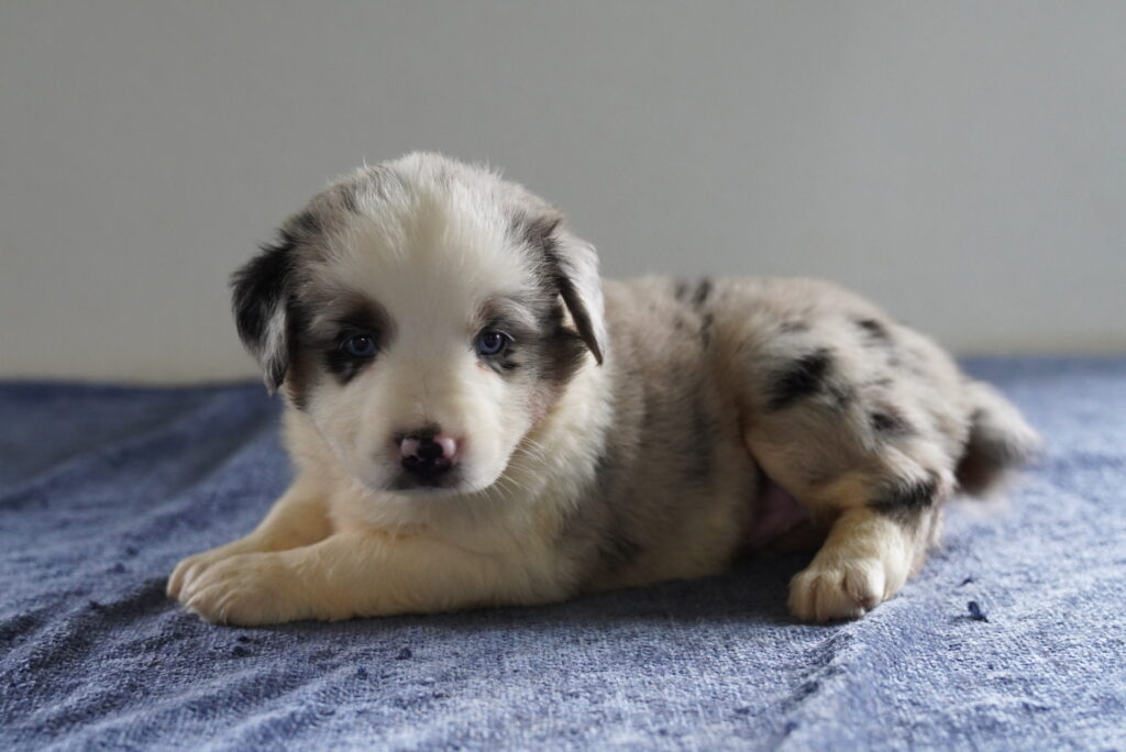 Spot - Australian Shepherd