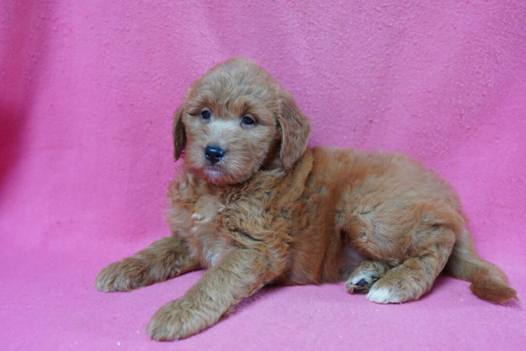 Honey - Mini Goldendoodle
