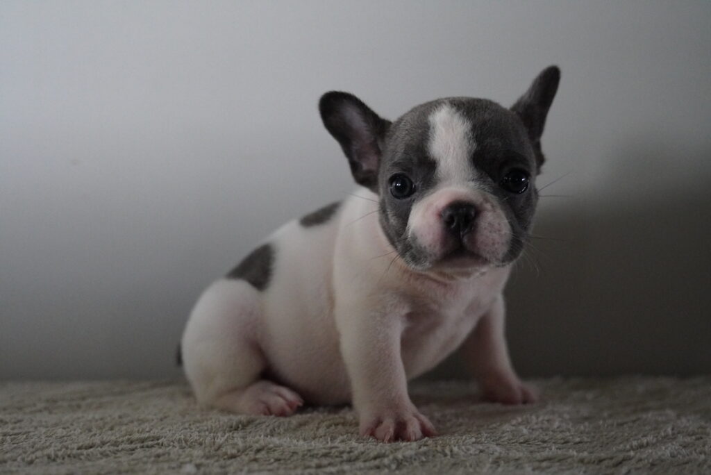 Duchess - French Bulldog