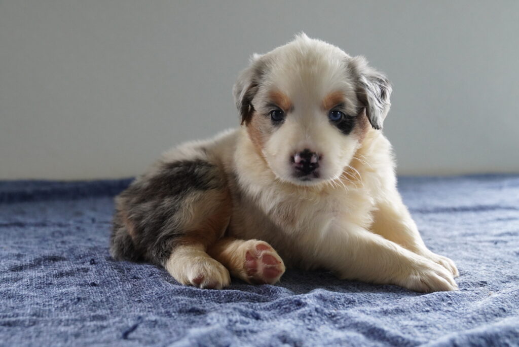 Bentley - Australian Shepherd
