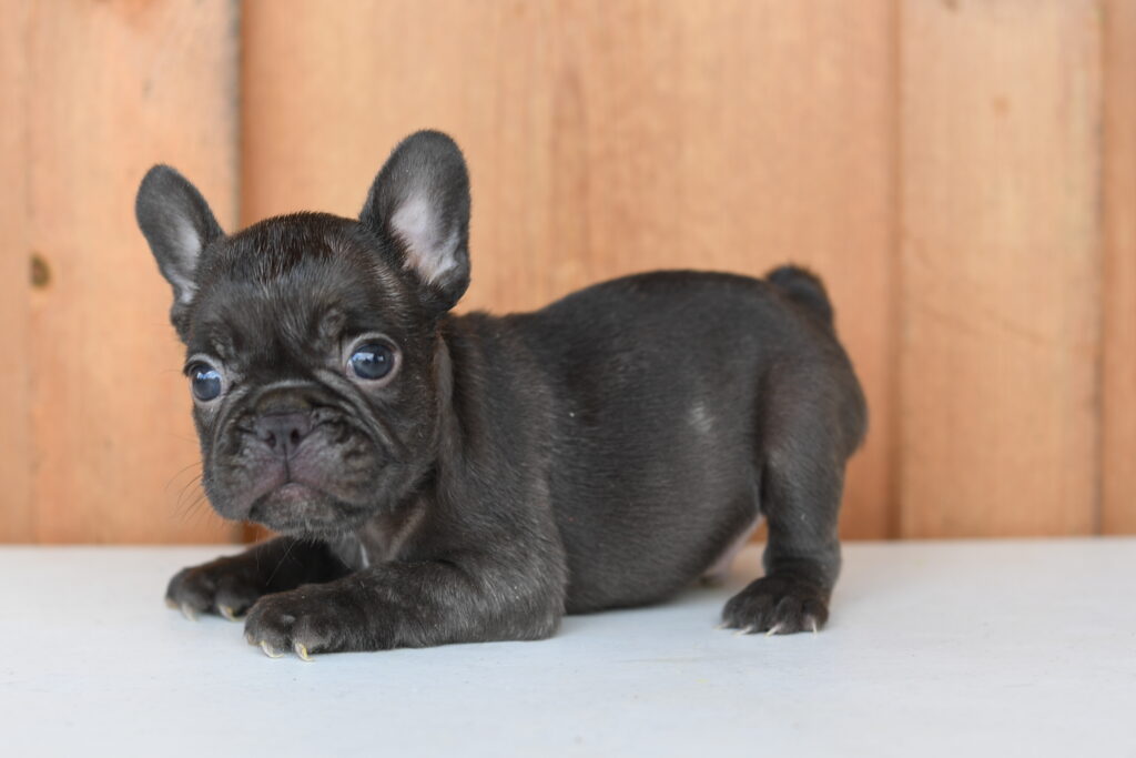 Rufus - French Bulldog