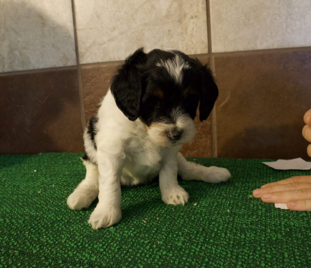 Ruby - Mini Bernedoodle 2nd Gen