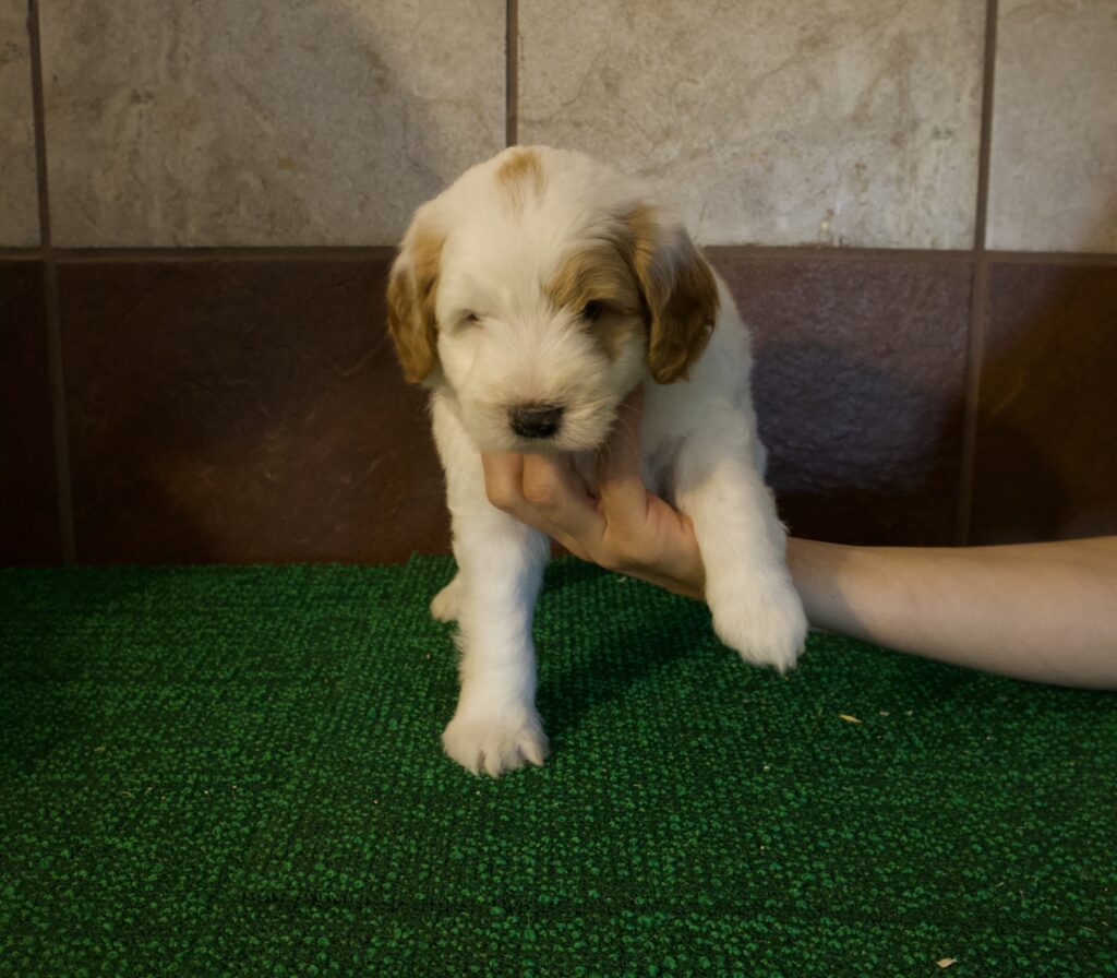 Champ - Mini Bernedoodle 2nd Gen