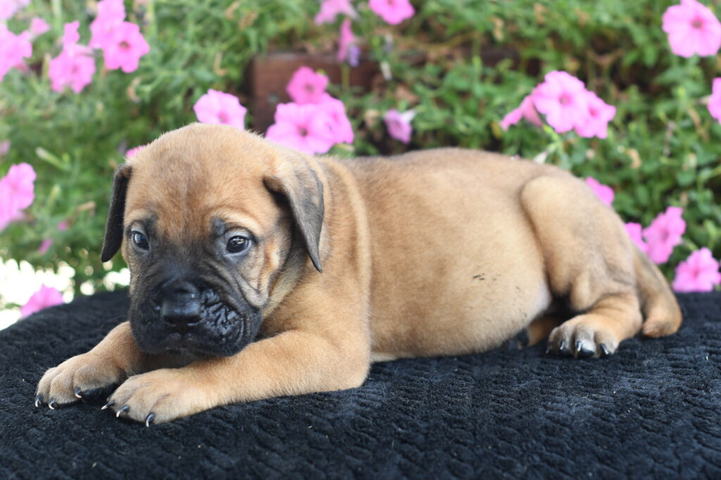 Andy - Bullmastiff