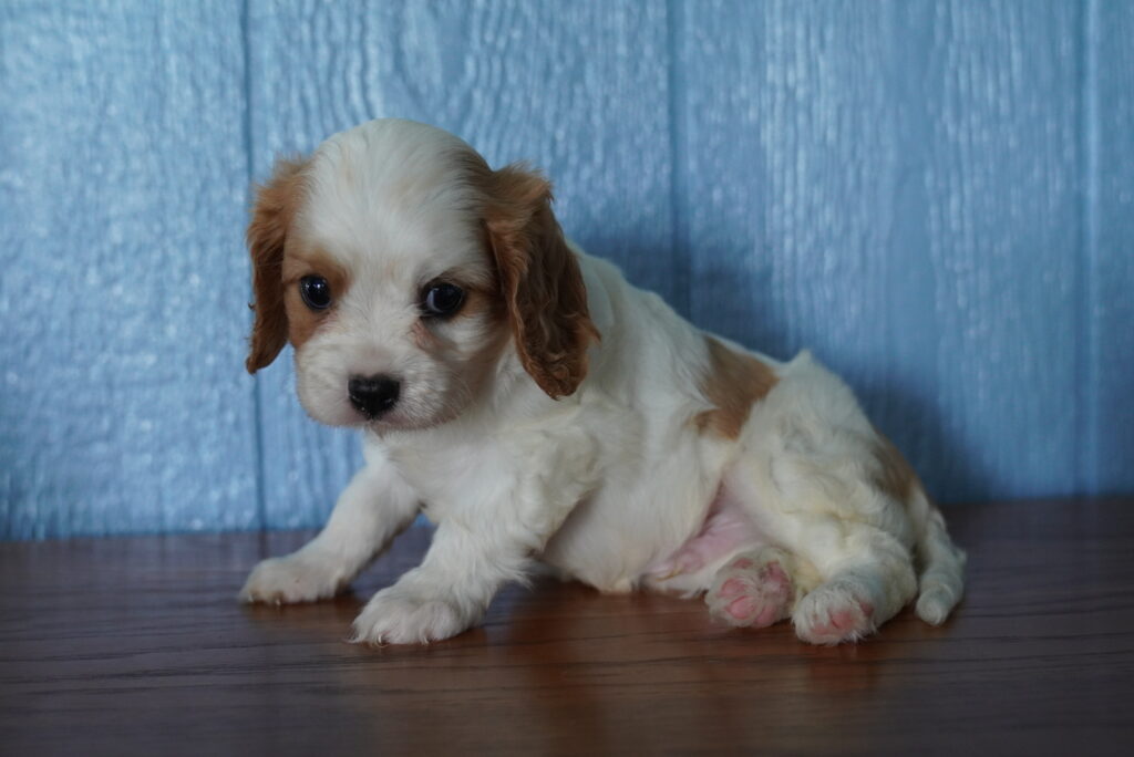 AJ - Cavalier King Charles
