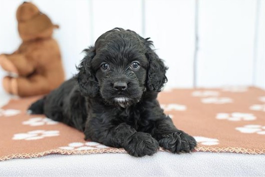 Jessie - Cockapoo