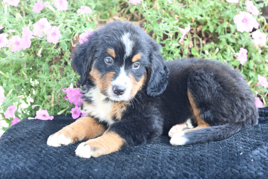 Ranger - Bernese Mountain Dog