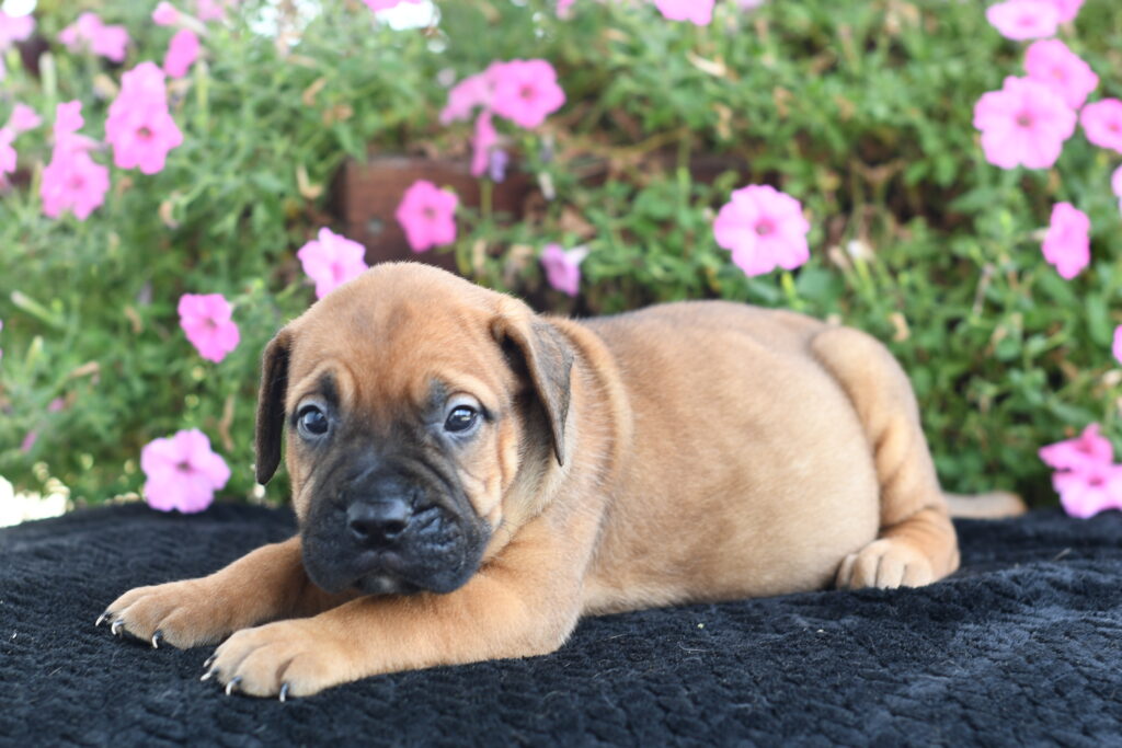 Ava - Bullmastiff