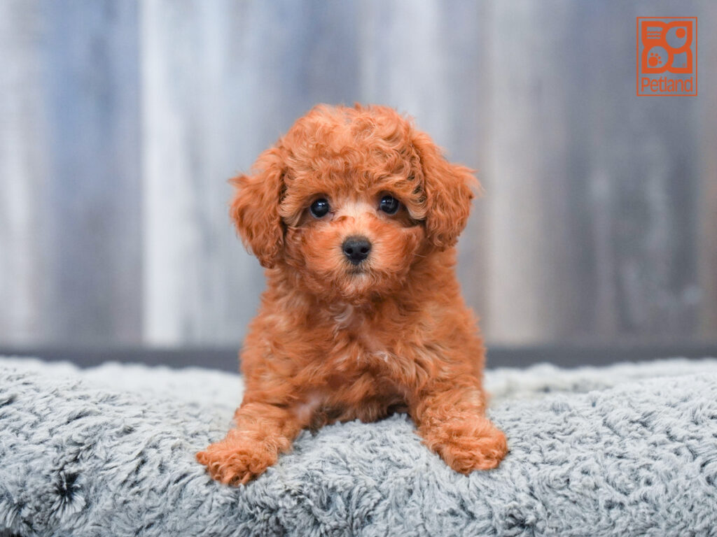 Petey - Cavapoo