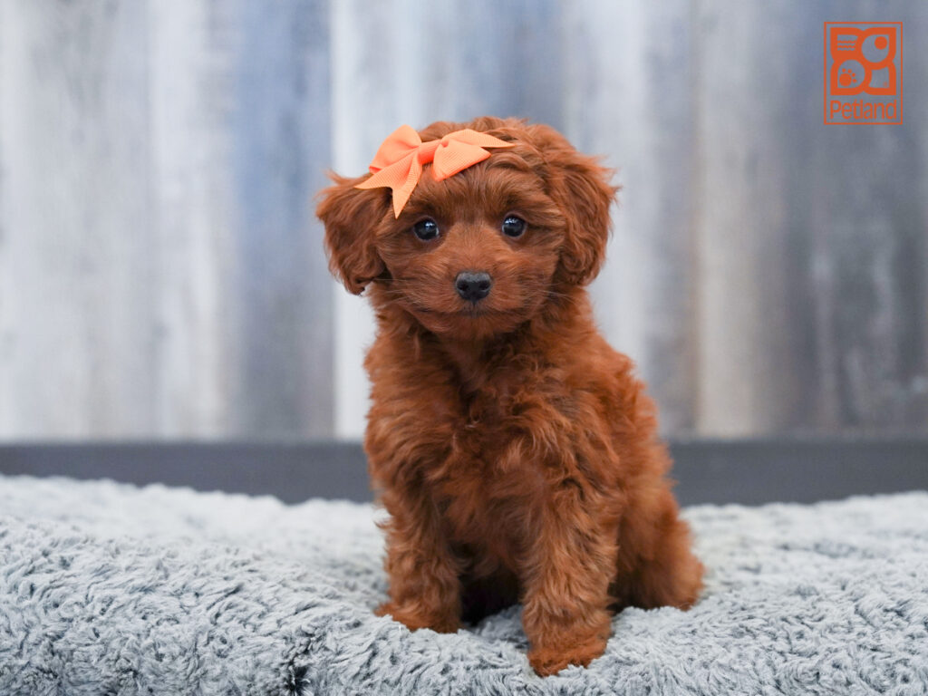 Samantha - Cavapoo