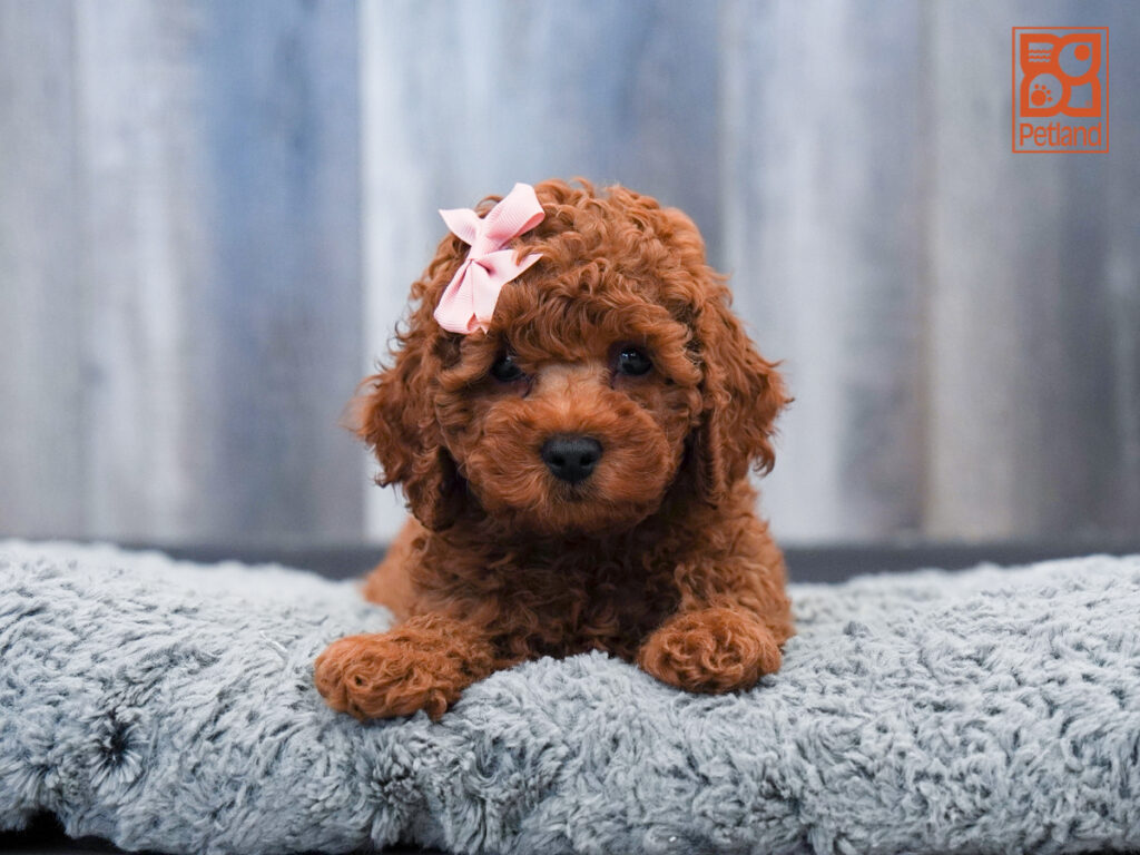Pearl - Cockapoo