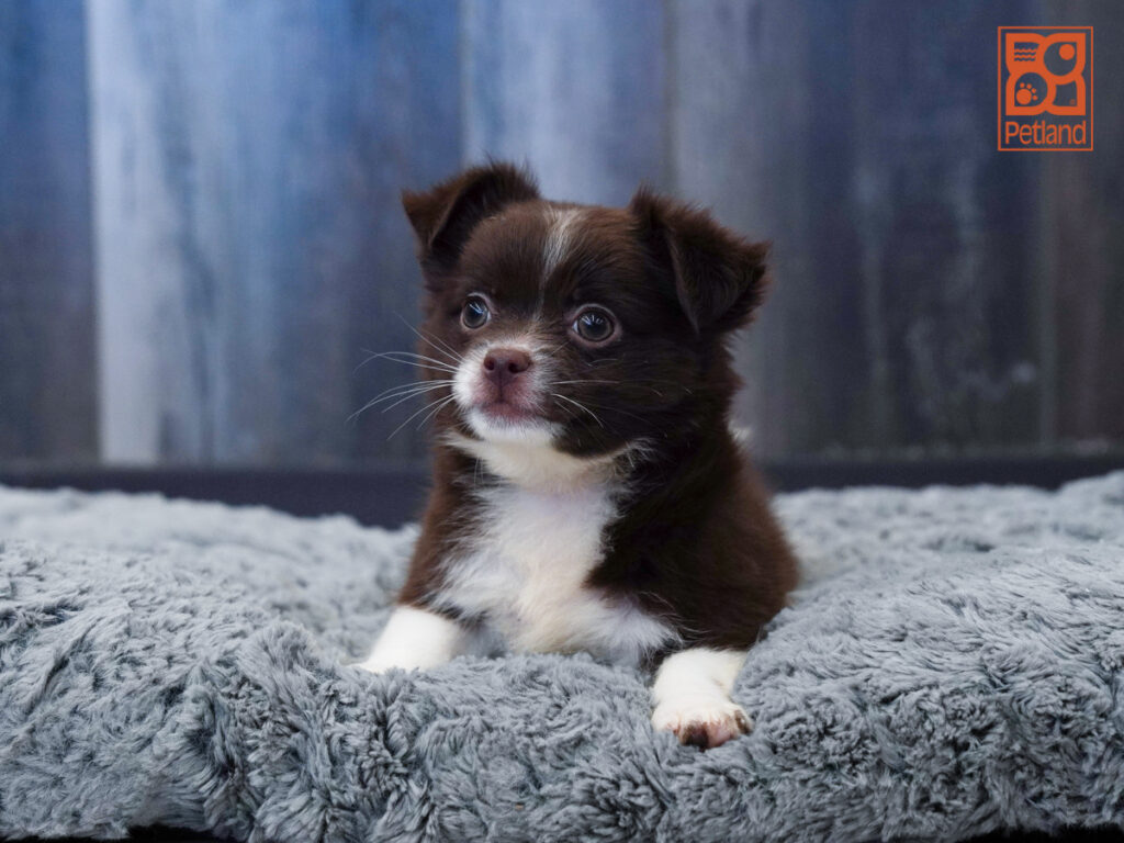 Rascal - Chihuahua