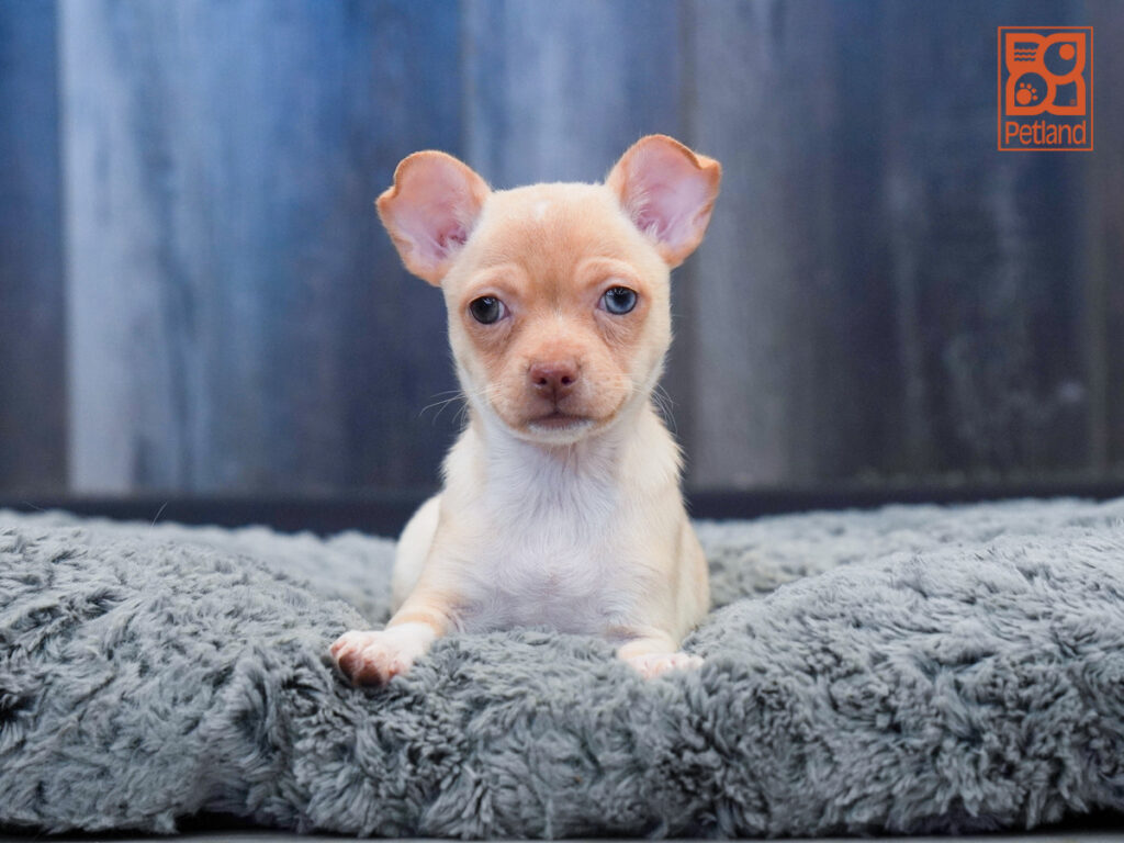 Mabel - Chihuahua