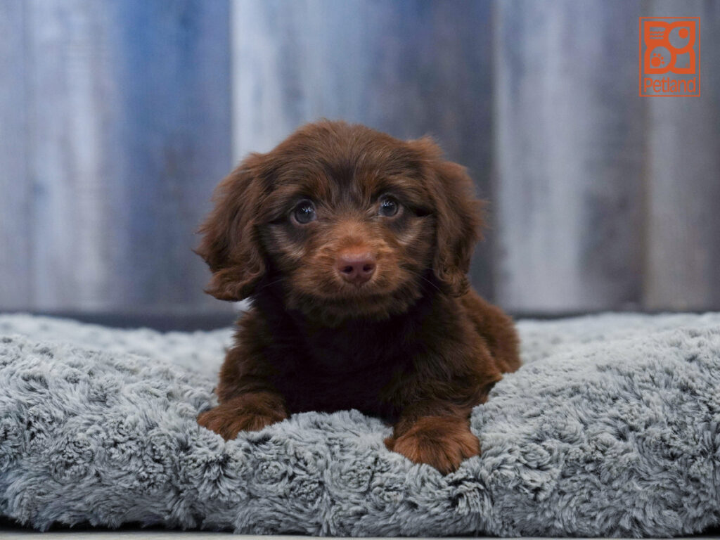 Loki - Dachshund