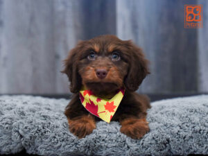 Dachshund