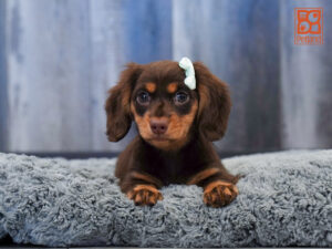 Dachshund