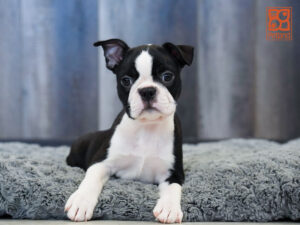Petland Largo Florida Boston Terrier puppy available