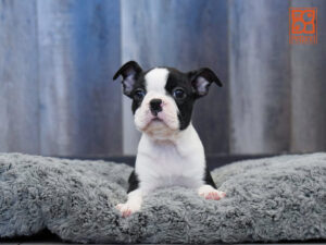 Petland Largo Florida Boston Terrier puppy available