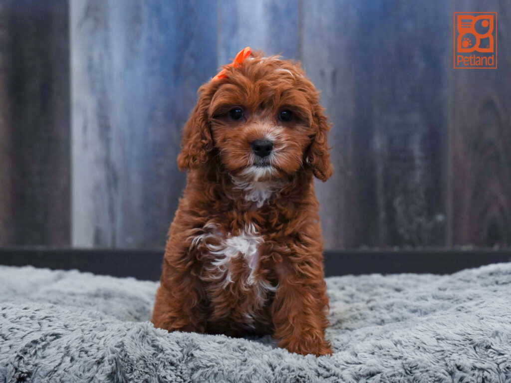 Morgan - Cavapoo