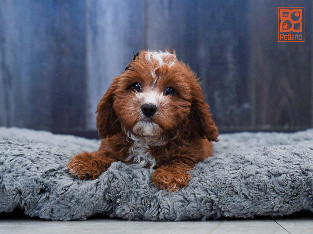 Coco - Cavapoo