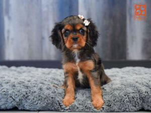 Petland Largo Florida Cavalier King Charles Spaniel puppy available