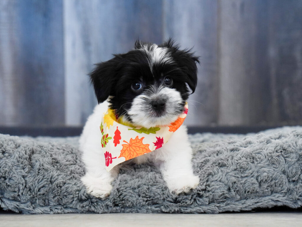 Damien - Morkie