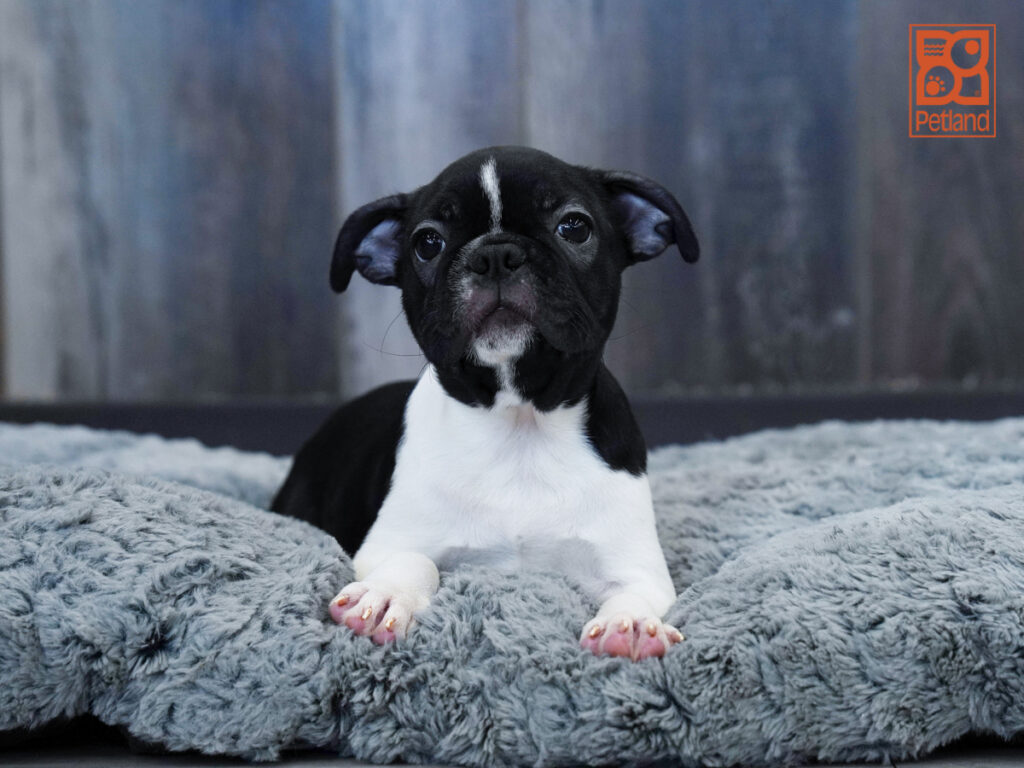 Annie - Boston Terrier