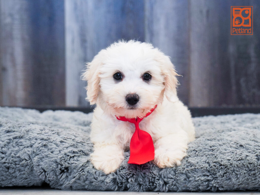 Titus - Coton/Poodle