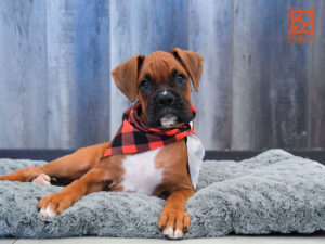 Petland Largo Florida Boxer puppy available
