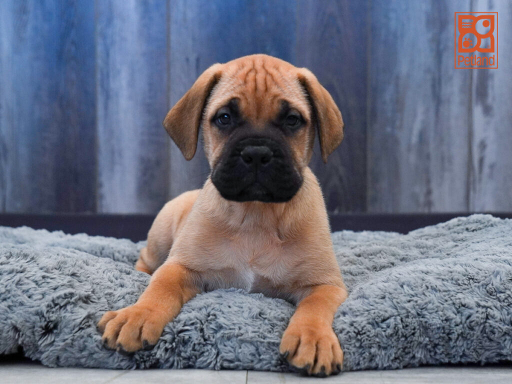 Frankie - Bullmastiff