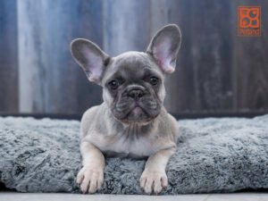 Petland Largo Florida French Bulldog puppy available