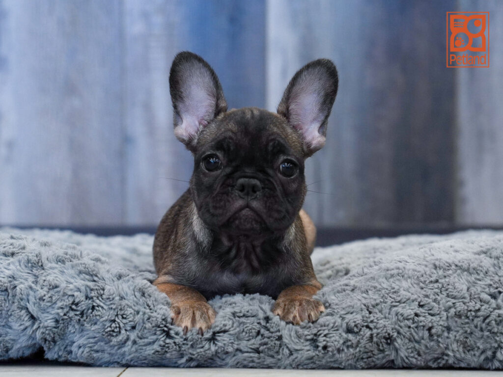 Spike - French Bulldog