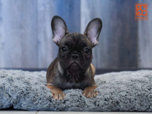 Petland Largo Florida French Bulldog puppy available