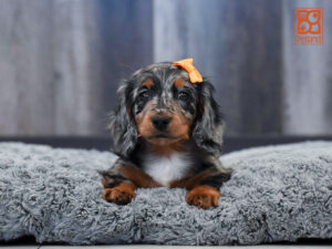 Dachshund