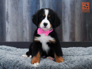 Petland Largo Florida Bernese Mountain Dog puppy available