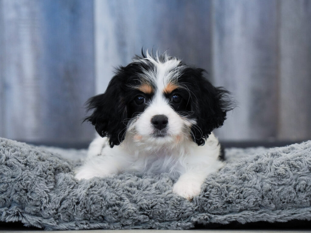Mackenzie - Cavachon
