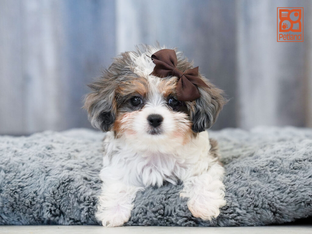 Anna - Cavachon