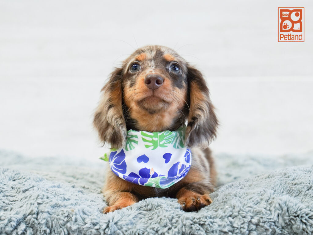 Larry - Dachshund