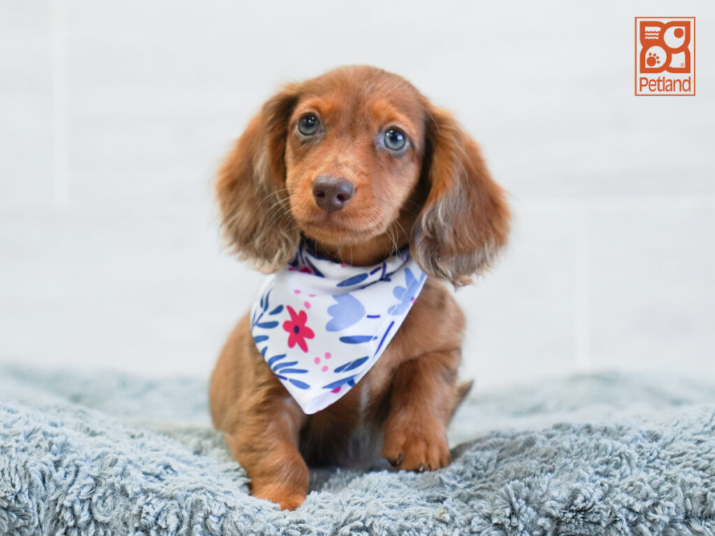 Chocolate - Dachshund