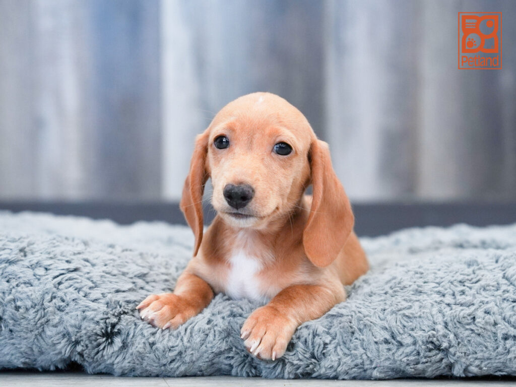 Moxie - Dachshund
